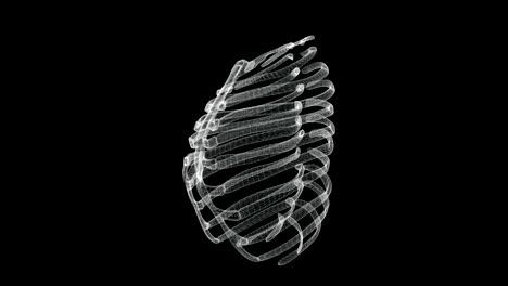 hologram screen of sternum and ribs in thorax of a human skeleton - loop