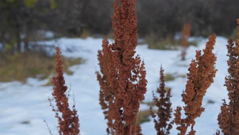 Camión-Dejado-Seco-Lupinus-Wildflower-De-Pie-En-Campo-Nevado