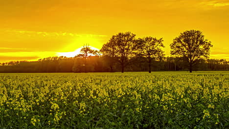 Cielo-De-Puesta-De-Sol-Dorado-Sobre-Campo-De-Cultivo-De-Colza-Amarillo-Brillante