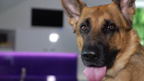german shepherd dog portrait