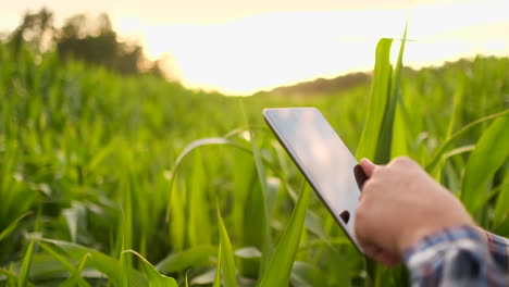 un agricultor en su campo de maíz examina sus cosechas con una tableta digital al atardecer