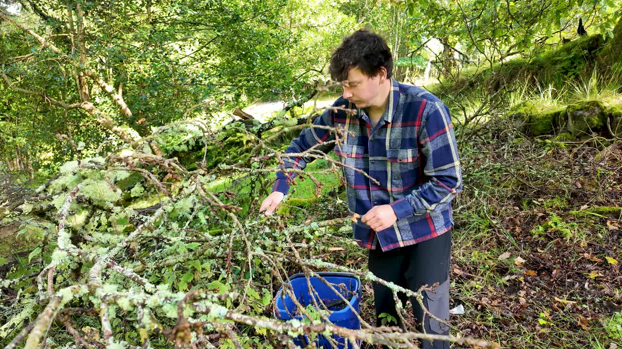 Young man gathering and breaking dead lichen-covered sticks for firewood