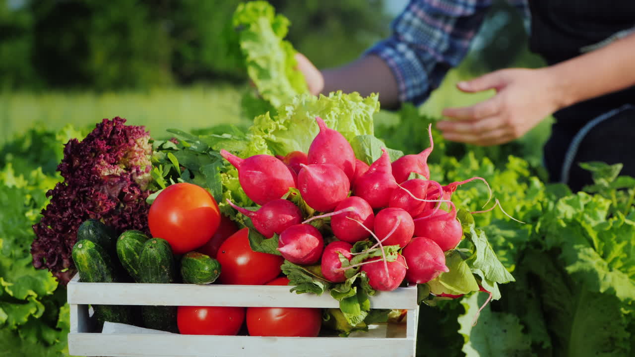 농부가 녹색 샐러드 잎을 찢고 배경에 자신의 정원에서 가져온 신선한 야채 상자