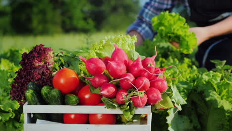 Eine-Kiste-Mit-Frischem-Gemüse-Aus-Seinem-Garten-Im-Hintergrund-Ein-Bauer-Reißt-Grüne-Salatblätter