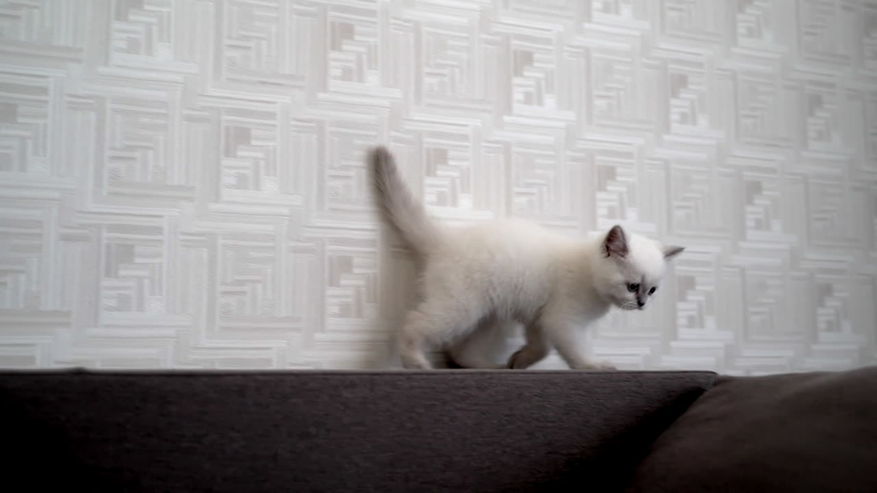 Gatto carino sul divano. Adorabile gatto che si rilassa sul divano in casa.