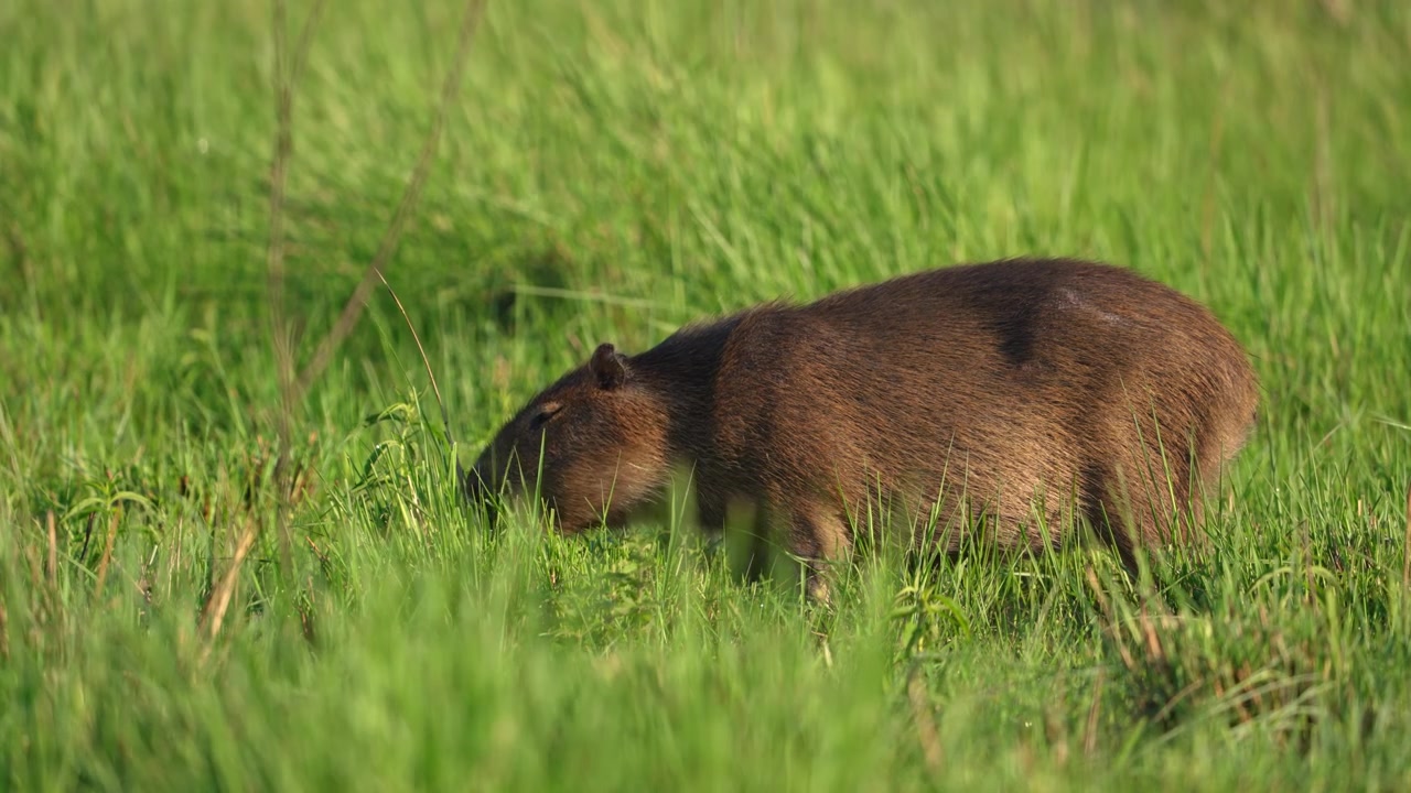 Större kapybara rör sig långsamt genom tätt gräs, betar med huvudet nedåt i sin naturliga dagsljusmiljö, användbart för innehåll om vilda djurs beteende eller ekologi