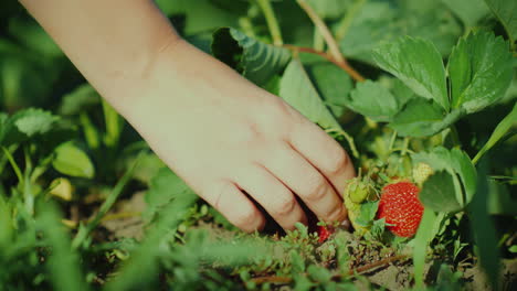 Weibliche-Hand-Pflückt-Saftige-Erdbeeren-4k-Nahaufnahmevideo