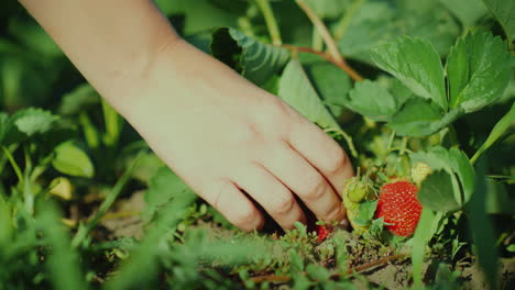 female hand plucks juicy strawberries 4k close-up video