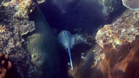 blue-spotted stingray swimming in deep blue ocean. underwater wildlife if thailand.