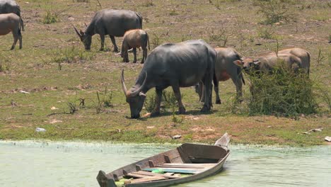 Wasserbüffel-In-Der-Nähe-Eines-Versunkenen-Bootes-In-Einem-See