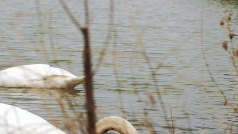 dos cisnes en el agua poco profunda buscando bajo el agua