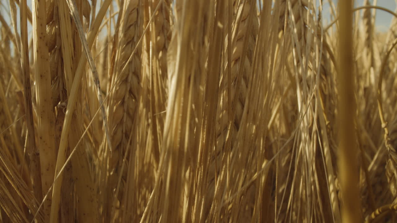 화창한 저녁에 잘 익은 보리밭의 60fps 매크로 샷