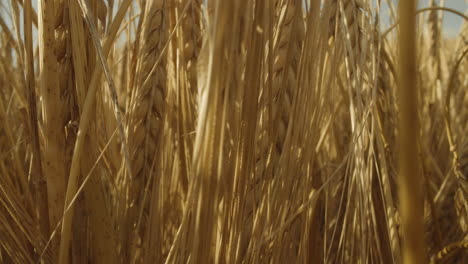 60fps-macro-shot-of-a-ripe-barley-field-on-a-sunny-evening