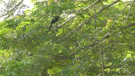Large-sized-black-bird-perched-on-the-leafy-branched-roof-of-a-rainforest