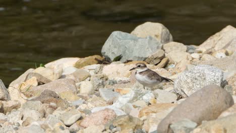 Alarmierter-Sandregenpfeifer,-Der-Regungslos-Am-Steinstrand-Am-Wasser-Steht-Und-Plötzlich-Abfliegt-Und-In-Die-Luft-Schießt