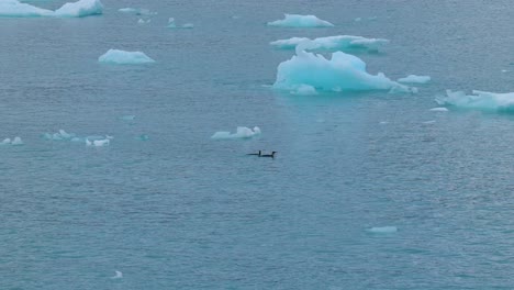 two king penguins swimming in blue water in front of small icebergs