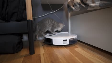 cleaning theme, smart technology and pets. automatic robot vacuum cleaner cleans the room, while gray scotch kitten is played at home. cat on robotic vacuum cleaner in house. home automatic cleaning