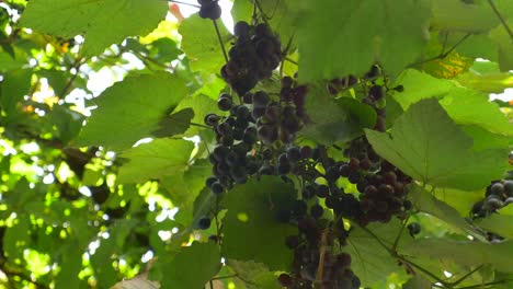 closeup of a bunch of ripe grapes hanging from a vine