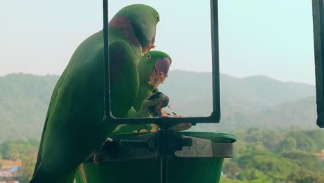 two parrots in balcony eating  closup