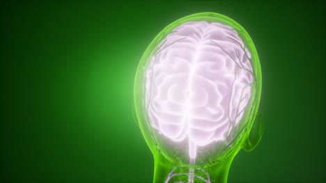 anatomía del cerebro humano