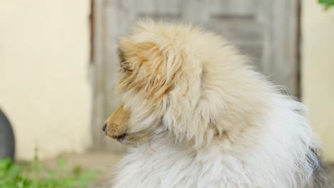 Purebred-rough-collie-facing-the-camera-while-lying-down,-static-closeup-low-angle