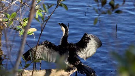 cormorant spreads wings to dry in sunlight