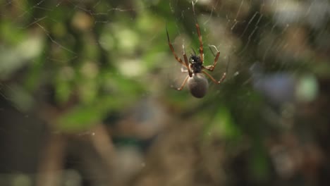 Eine-Goldene-Radnetzspinne-Fängt-Eine-Fliege-Und-Transportiert-Sie-In-Die-Mitte-Ihres-Netzes