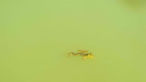 a green frog swimming in pond - close up