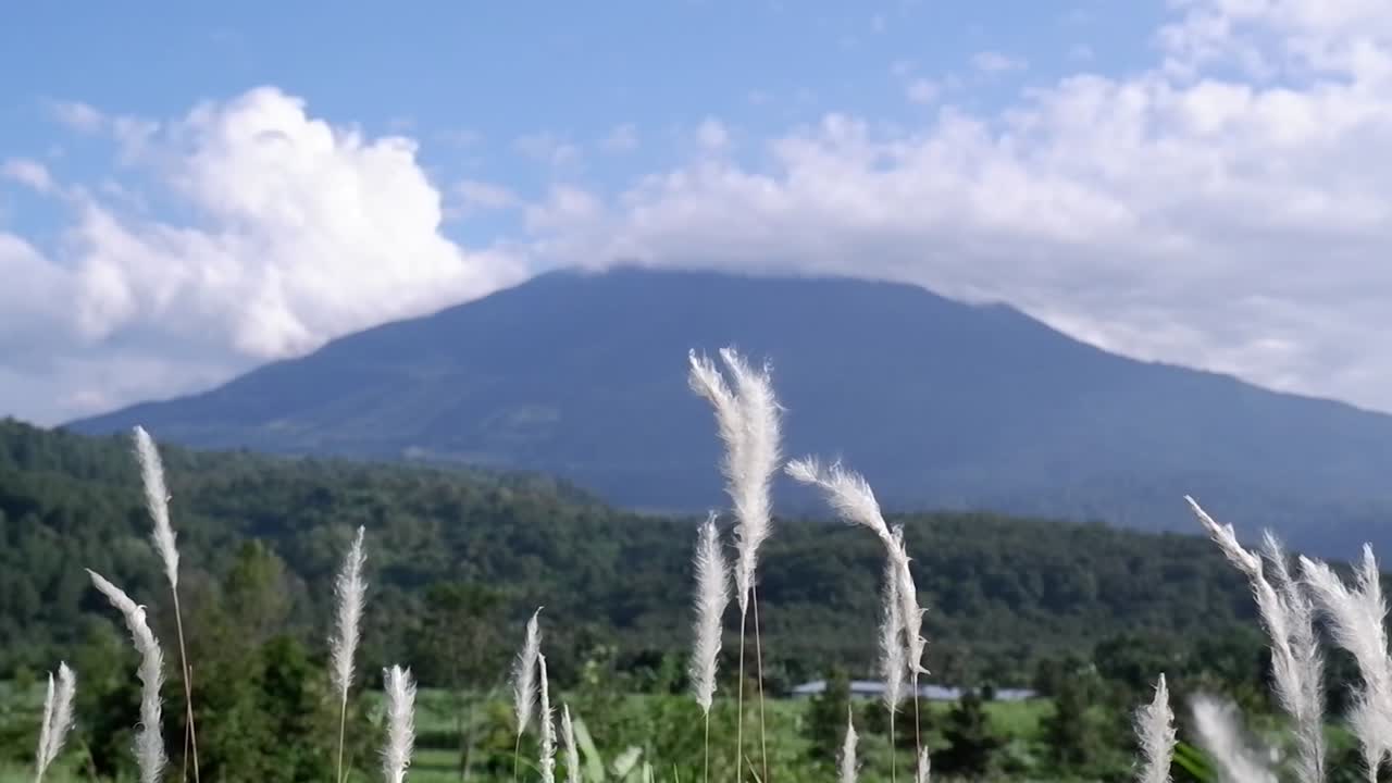 겨울 아침에 부드럽게 은 꽃, 아름다운 구름 위에 바람에 불어오는  꽃, 산맥의 배경, 시레마이 산, 서 자바 인도네시아의 시레본 산.