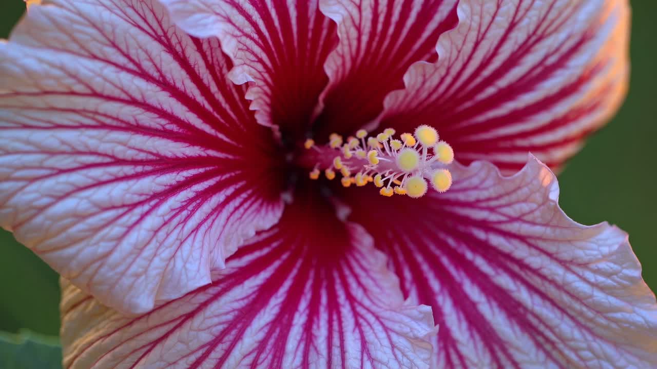 Close-up video shot of a vibrant hibiscus flower, showcasing intricate petal details and vivid