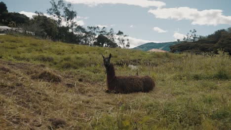 Domesticated-South-American-Camelid-Relaxing-On-Grass-At-Daytime