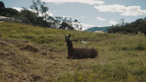 camélido sudamericano domesticado relajándose en la hierba durante el día