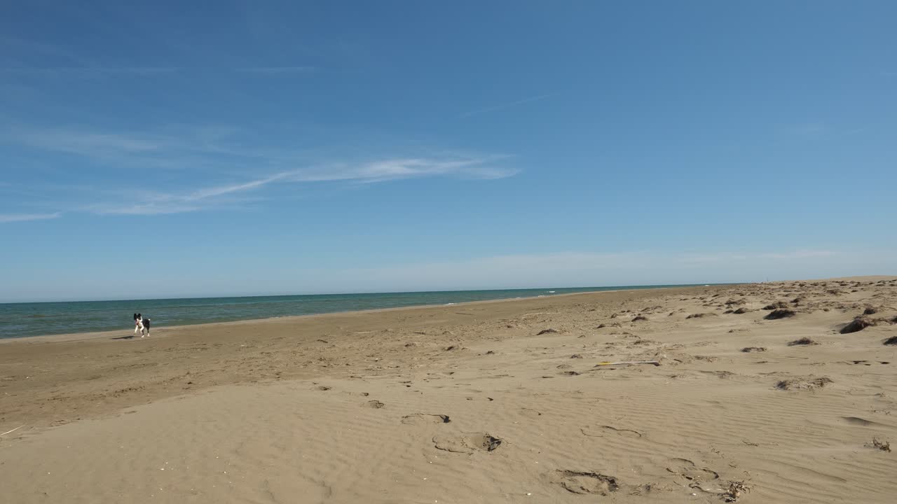 해변에서 카메라를 향해 달리는 보더 콜리