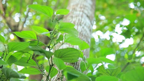 black pepper, piper nigrum, kerala spice, most traded spice in the world, indian , asian, green color, climber plant,