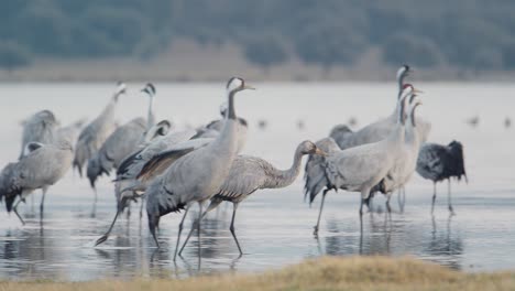 group of cranes waking up at the roost during the wintering, within the lake, before dawn, starting the flight
