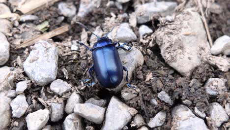 Close-up-of-a-shiny-blue-beetle-walking-over-small-stones-in-slow-motion