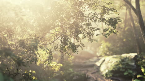 Sonnenschein-In-Einem-Tropischen-Wald