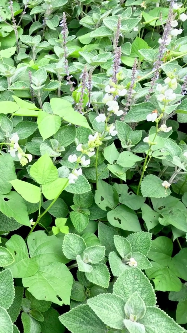 Butterfly moving over plants with blooming flowers
