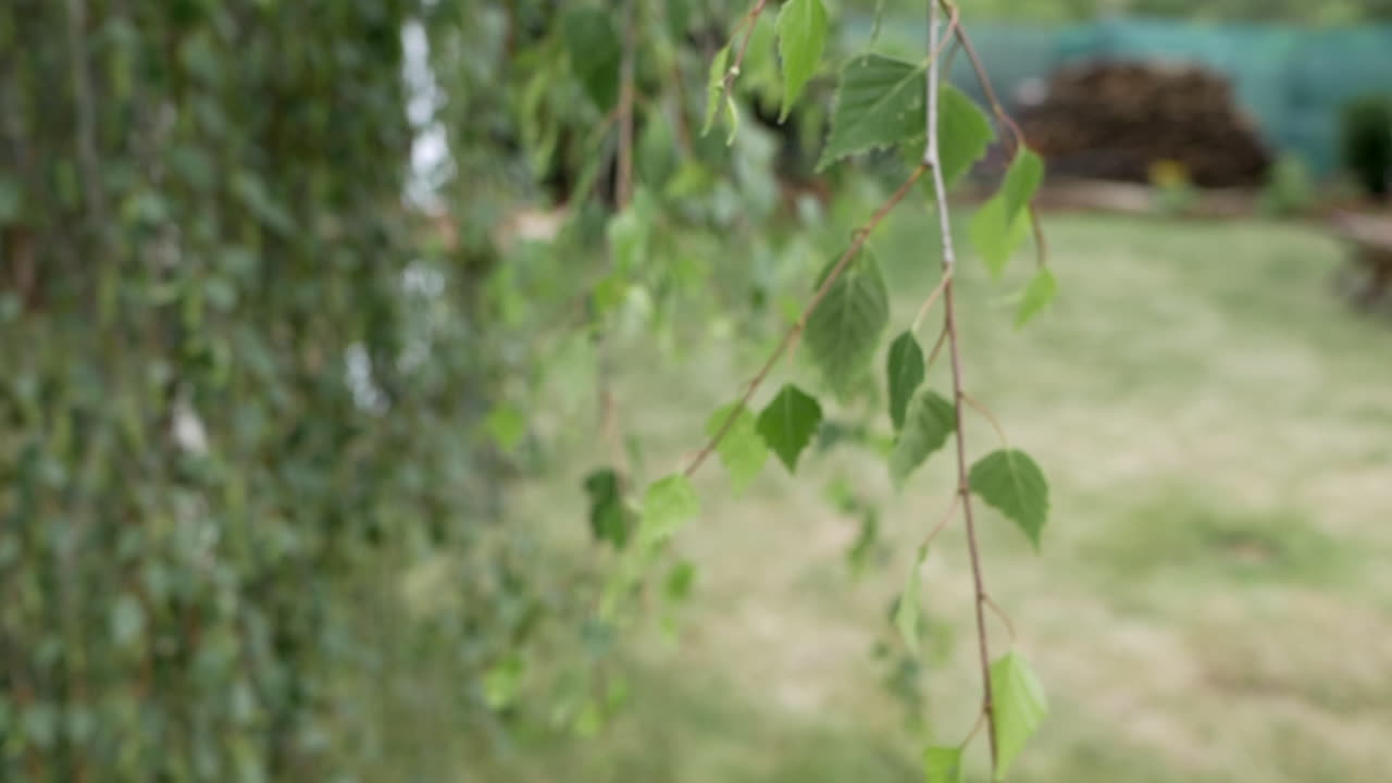 hojas colgando y ondeando por el clima ventoso