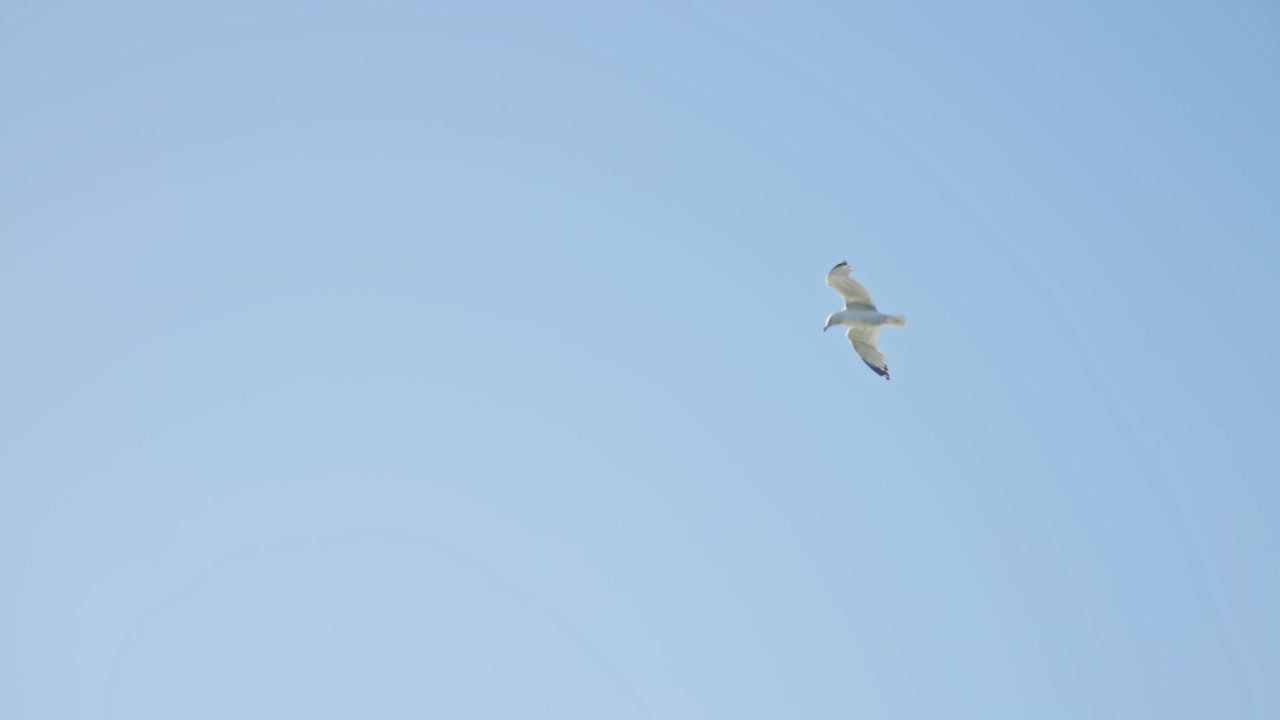 고독한 갈매기가 밝은 푸른 하늘을 배경으로 높이 솟아오른다
