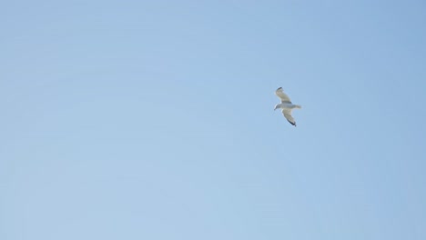 lone seagull soaring high against bright blue sky