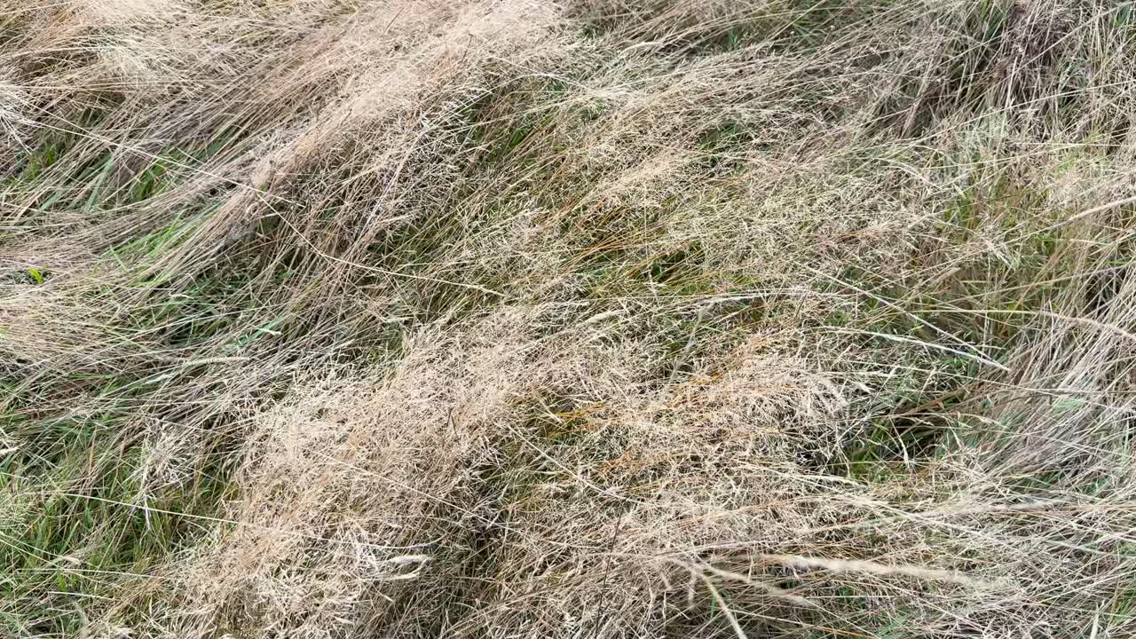 Tufted hairgrass sways in natural daylight, gentle wind movement, wide shot, outdoor landscape