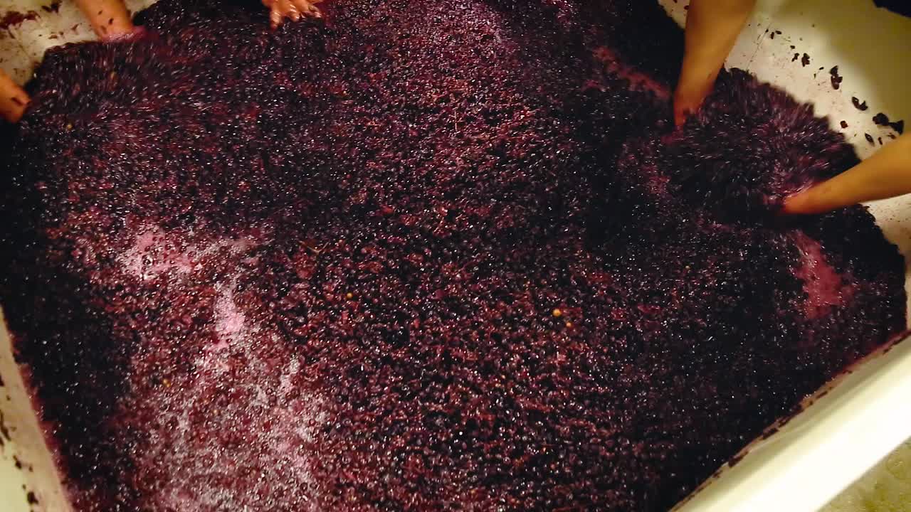 Multiple hands reaching in bin full of freshly picked grapes to mix them during the wine making process