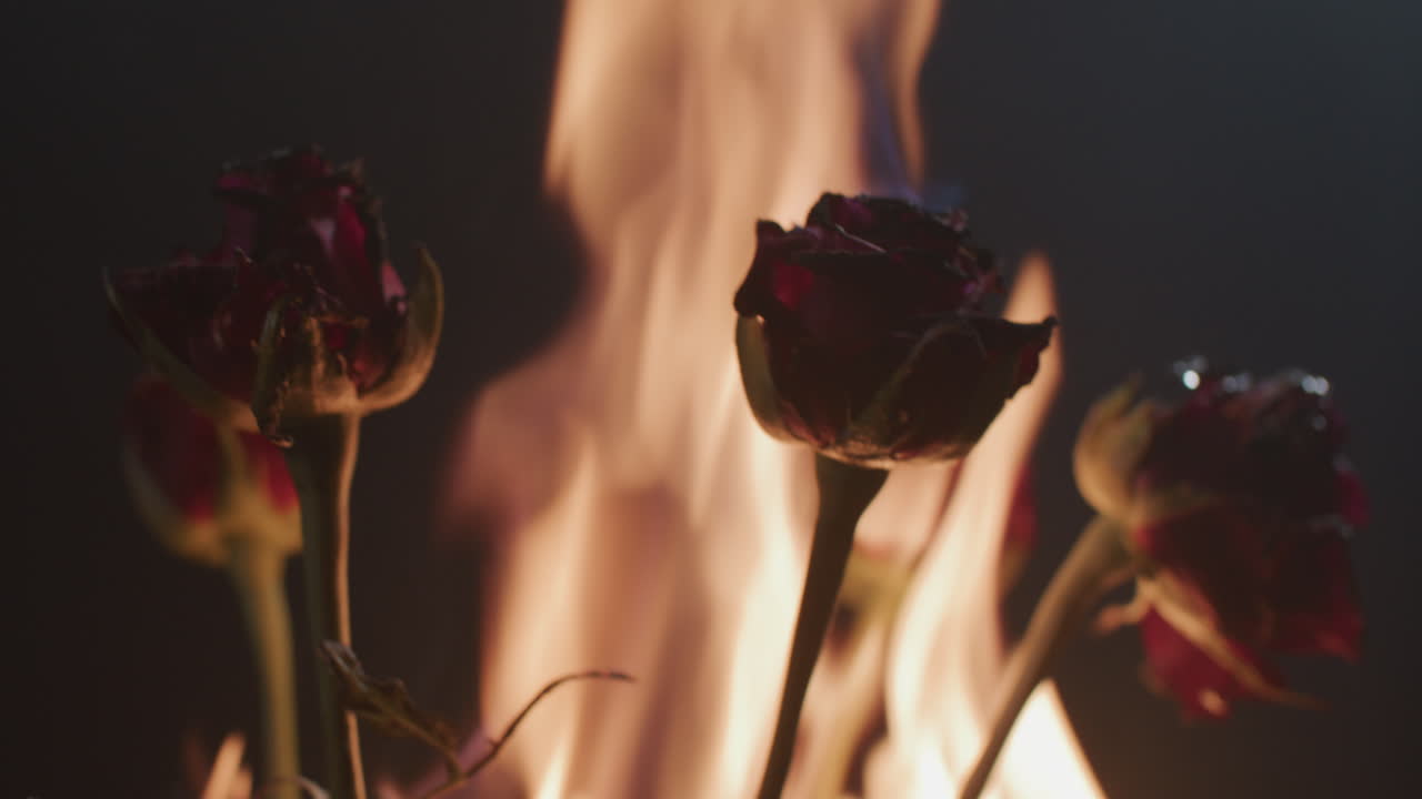 Roses burning in flames