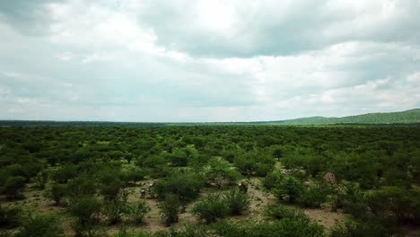 escena de vida silvestre con cebras corriendo a través de matorrales africanos siempre verdes