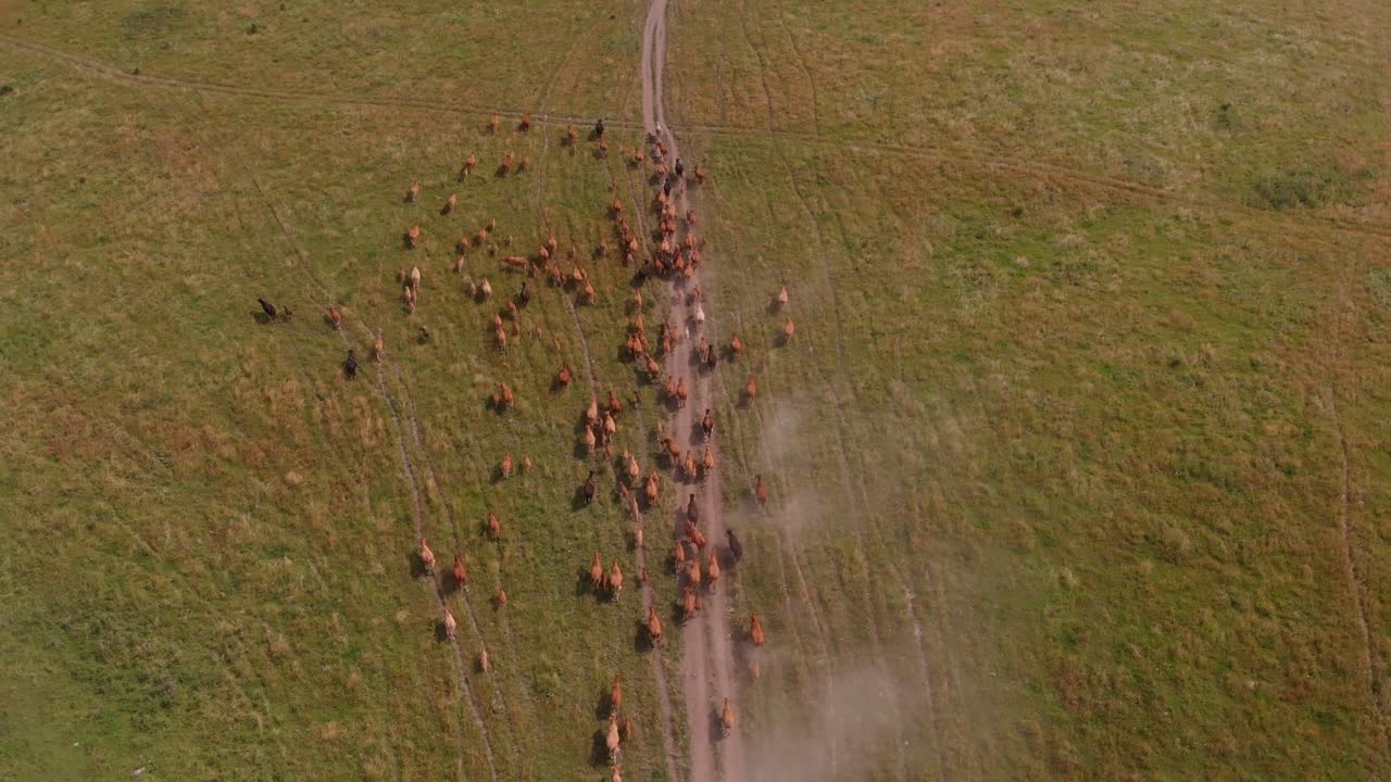 Aerial top down view over cattle herding on a organic farm, Europe