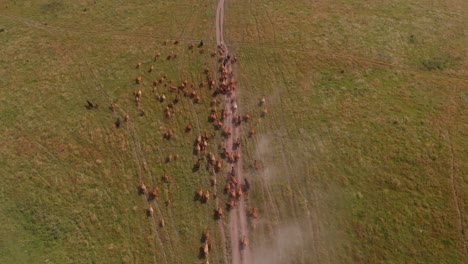 aerial top down view over cattle herding on a organic farm, europe
