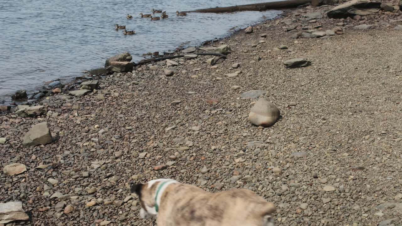 개에게서 뒤뚱뒤뚱 걷는 오리