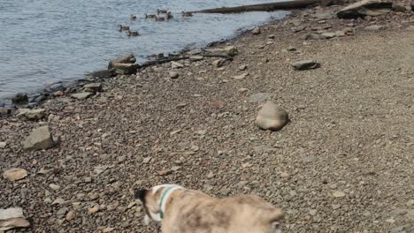 a duck waddling away from a dog