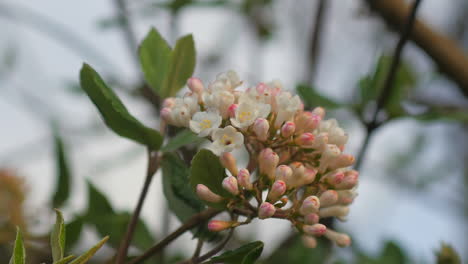 Schöne-Nahaufnahme-Der-Frühlingsblüte-Im-Flachen-Fokus